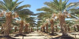 Palm Tree Care 