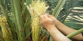 A Tour of Al Jaser Factory (Palm Pollen Water)