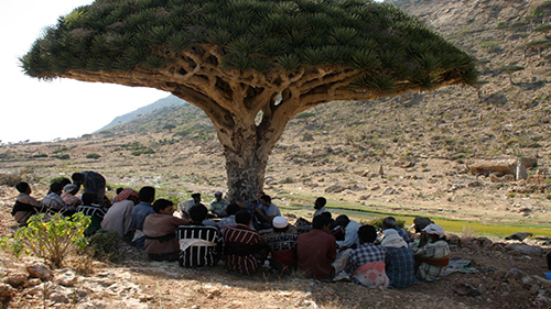 Lecture at the Arab Regional Centre for World Heritage on “Islands of Heritage: Conservation and Transformation in Soqotra” (Yemen)
