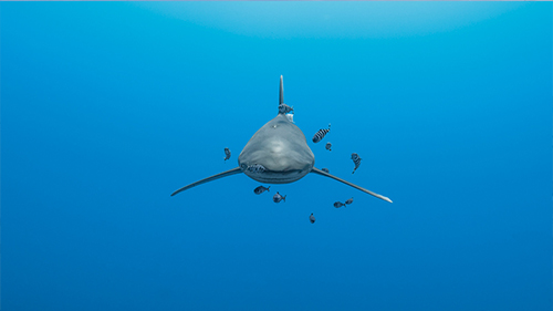 Presenting photos by Prince Hussain Aga Khan and Documentary Photographer Simon Piccoli, The “Living Sea” exhibition opens its doors, today, at the Bahrain National Museum,

